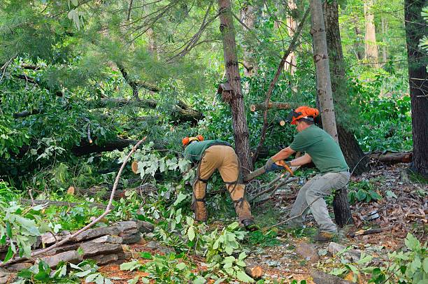 Best Arborist Services Near Me  in San Antonio Heights, CA